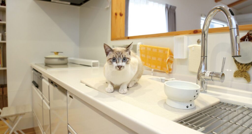 愛猫も気に入る快適な住まい